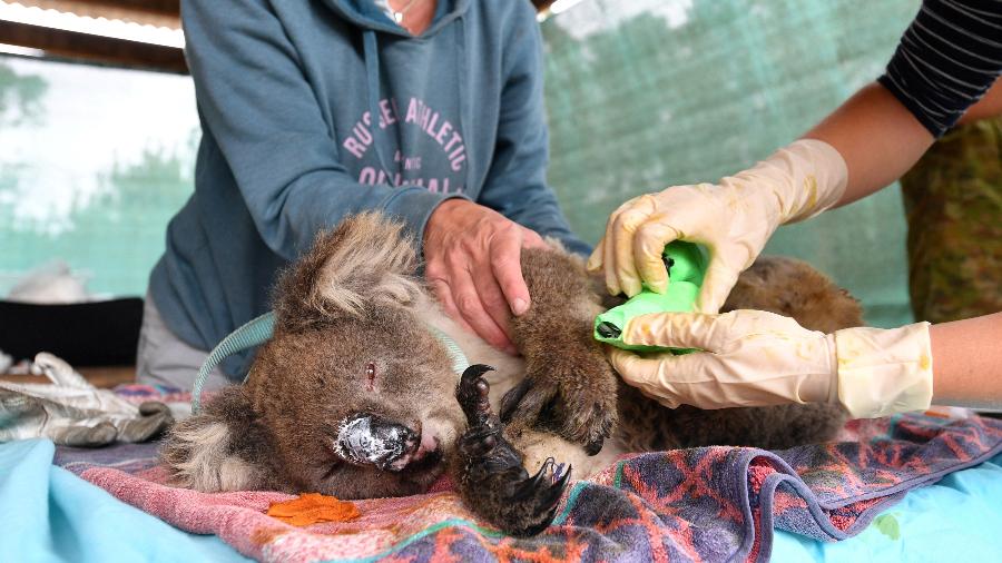 voluntarios-socorrem-coala-ferido-em-incendio-na-ilha-kangaroo-na-australia-